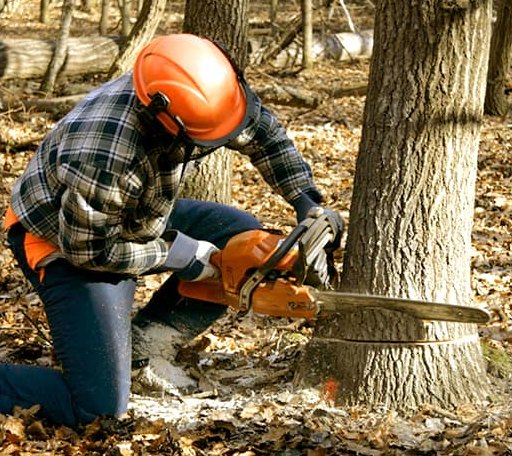 Tree Removal in Barnstead, NH